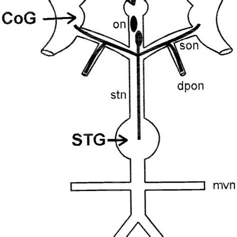 Schematic Of The Isolated Stomatogastric Nervous System STNS Of The