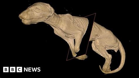Tassie tiger joey seen in 3D - BBC News