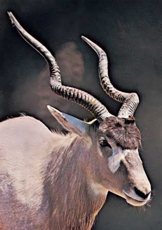 addax antelope britannicacom