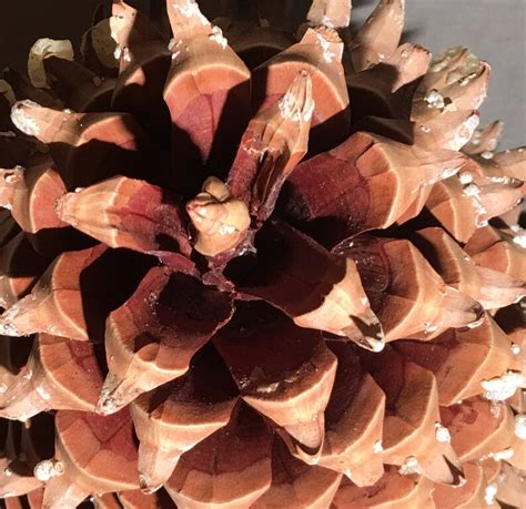 13 Coulter Widowmaker Pine Cones Etsy