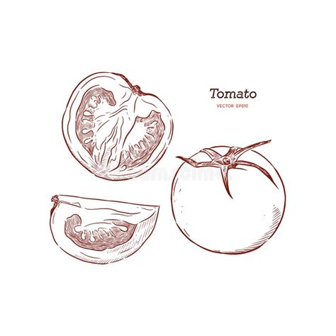 Dibujo Del Vector Del Tomate Pedazo Cortado Ilustración Del Vector Ilustración De Ingrediente