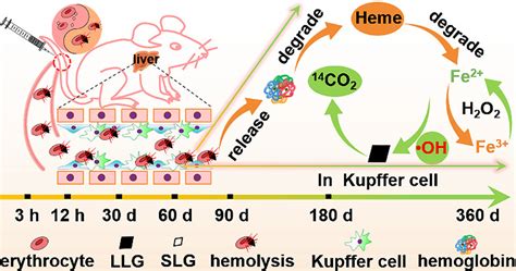 Kupffer Cells