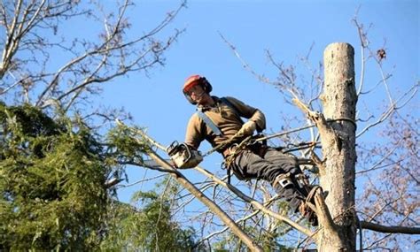 Corte E Poda De Arvores Em Goiânia Clasf Casa E Jardim