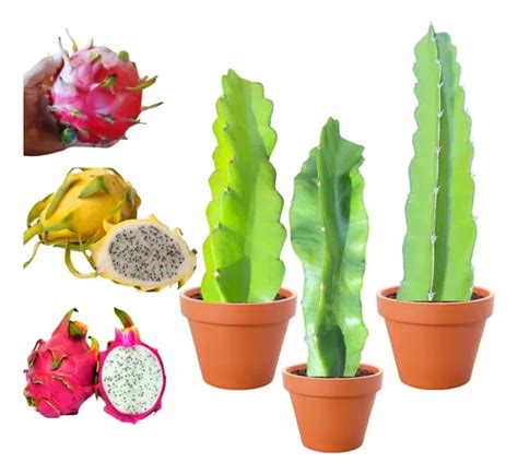 Kit 6 Mudas De Pitaya Pitaia Vermelha Amarela Branca Parcelamento