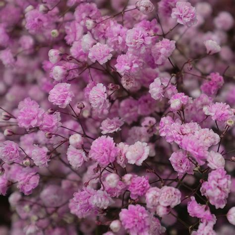 Gypsophila Rosea Schleierkraut Kaufen The Blooming Company