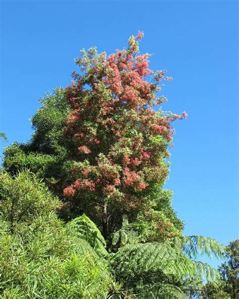 Ceratopetalum Gummiferum New South Wales Christmas Bush Christmas