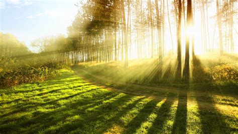 No verão a luz solar floresta os raios luminosos Papéis de Parede