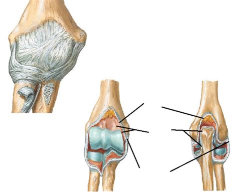 Elbow Forearm And Cubital Fossa Flashcards Quizlet