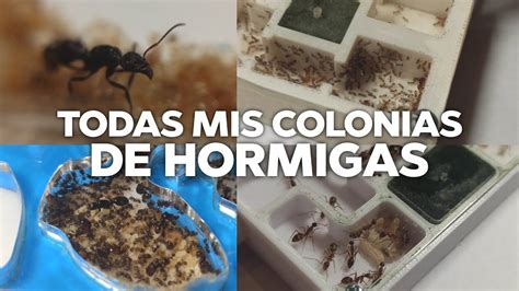 Todas Mis Colonias De Hormigas En Un Video Youtube