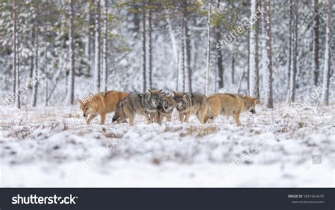 851 Wolf Taiga Images, Stock Photos & Vectors | Shutterstock