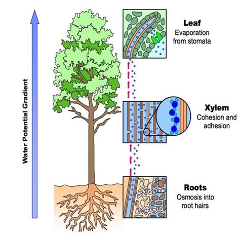 How Do Green Plants Get Water