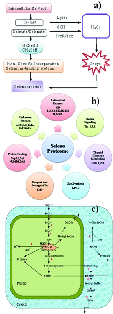 A Selenium Metabolism In Mammalian Organisms Seselenium