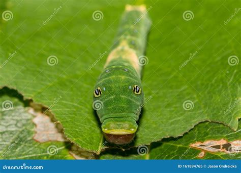 Eastern Tiger Swallowtail Caterpillar Stock Image - Image of garden ...