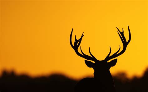 1280x2120 Deer Antler Silhouette iPhone 6+ HD 4k Wallpapers, Images ...