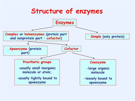 Enzymes Classification Structure Ppt Download