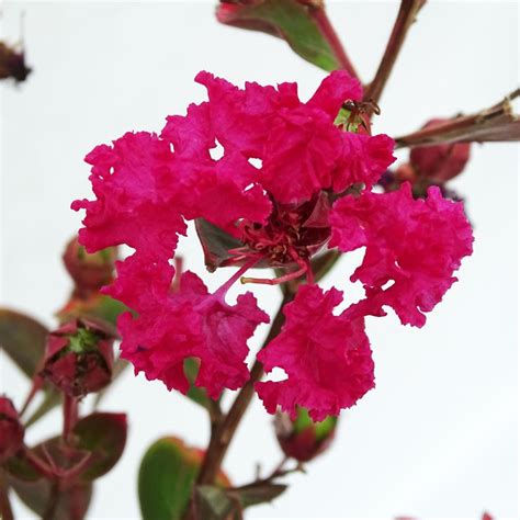 Lagerstroemia indica Braise d Eté Indybra Lilas des Indes précoce rouge