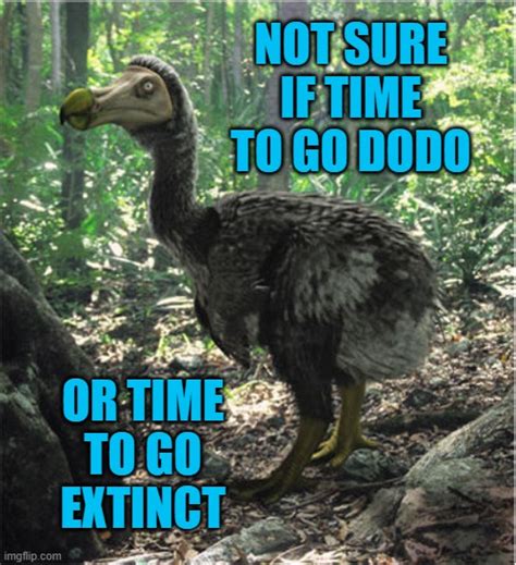 Not Sure If Time To Go Dodo Or Time To Go Extinct Imgflip