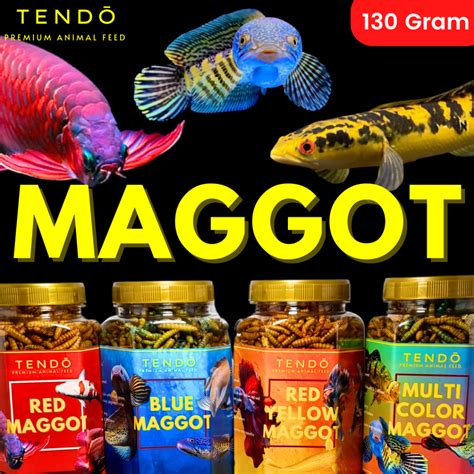 Jual Maggot Pakan Ikan Chana Channa Auranti Maru Arwana Magot Kering