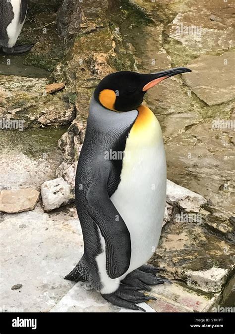 Emperor Penguin Standing Hi Res Stock Photography And Images Alamy