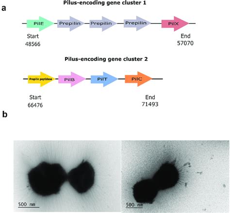 A Pilus Encoding Gene Clusters Identified In The Genome Of E10 96H