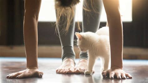 How to do cat yoga? - Catit