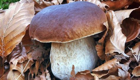 Reconna Tre Le C Pe De Bordeaux Chasseurs De Champignons