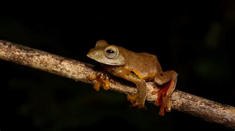 Rhacophorus Bipunctatus Ahl 1927 Fraser S Hill Malaysia Flickr