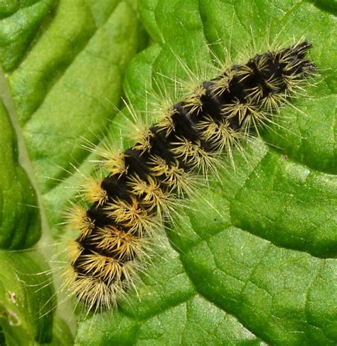 Black And Yellow Moth Caterpillar Acronicta Impressa Bugguidenet