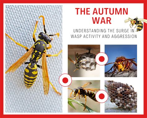 The Autumn War | Sydneys Best Pest Control