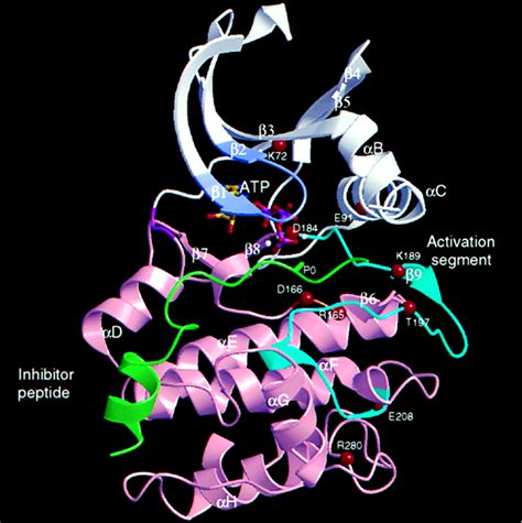 Active And Inactive Protein Kinases Structural Basis For Regulation Cell