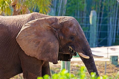 Elephants - 9 Places in Florida to Encounter These Gentle Giants