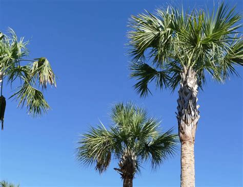 Sabal Palm Sabal Palmetto How To Grow Care EcoCation