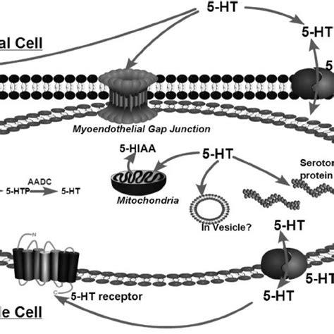 Synthetic Schema For 5 Ht Mao Monoamine Oxidase Download