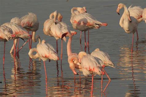 11 Interesting Facts About Cape Towns Flamingos Africa Geographic