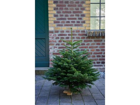 Weihnachtsbaum Echte Nordmanntanne Auf Holzkreuz 80 110 Cm Kaufen Bei OBI