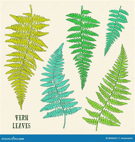 Fresh Green Hand Drawn Fern Leaves Isolated On White Background Stock