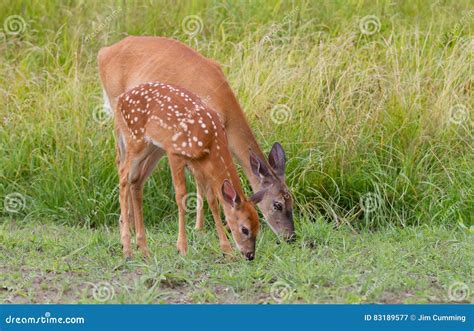 White-tailed Deer and Fawn Grazing in Spring Stock Image - Image of ...