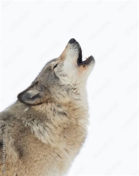 Grey Wolf Howling In Snow