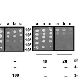 Susceptibility Of Saccharomyces Cerevisiae Strains CEN PK113 7D A