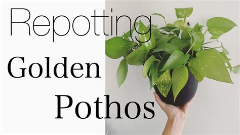 Repotting Golden Pothos How To Revive A Sick Houseplant Youtube