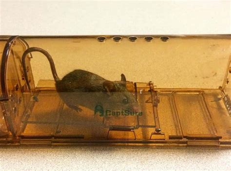 5 Best Humane Mouse Traps in 2023 [Detailed Reviews]