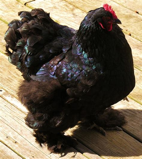 Black Cochins