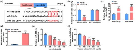 Circ Ubr4 Regulates The Proliferation Migration Inflammation And Apoptosis In Ox Ldl Induced