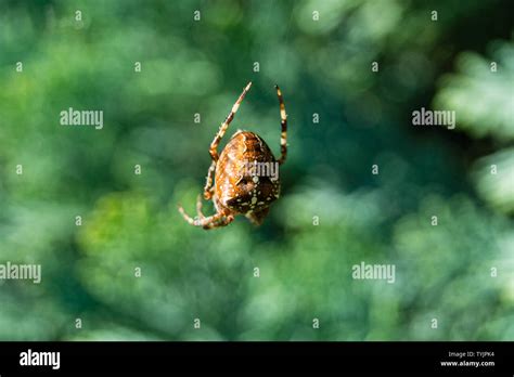 Insekt Im Spinnennetz Stockfotos Und Bilder Kaufen Alamy