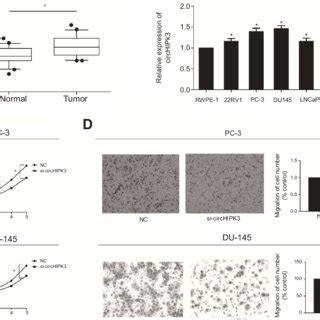 Circhipk Was Highly Expressed In Pca A Expression Level Of