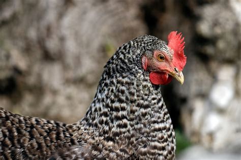 6 Best Egg Laying Chicken Breeds For Beginners The Hen S Loft