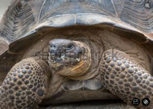 How To Trim Tortoise Beak A Complete Guide