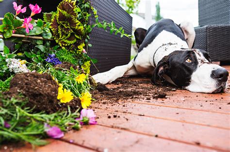 Dog Digging In Garden Stock Photo Download Image Now Istock