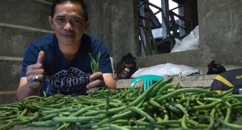 Pandemi Terus Baby Buncis Ulus Pirnawan Masih Tembus Singapura