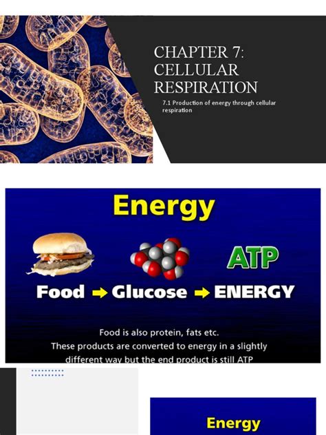 Chapter 7 Cellular Respiration Pdf Cellular Respiration Fermentation